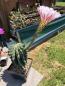 Preview: Echinopsis rosy star